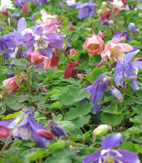 Aquilegia flabellata Cameo - mix farieb